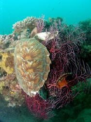 Ningaloo reef Turtle. It was Unusual to see a turtle rest... by Brad Cox 